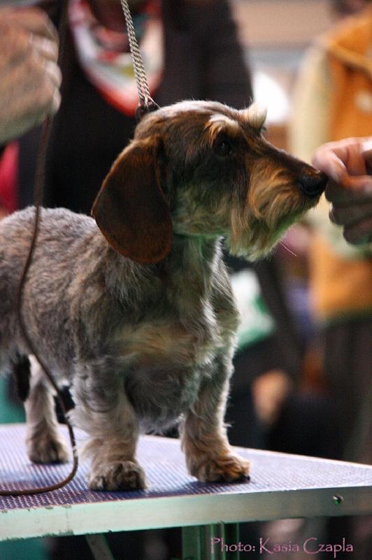 Crufts2011_2 1473.jpg